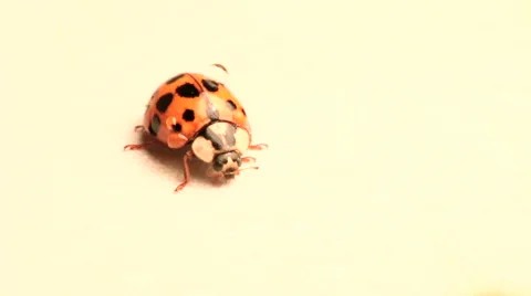 Ladybug close-up Stock Footage 44427465