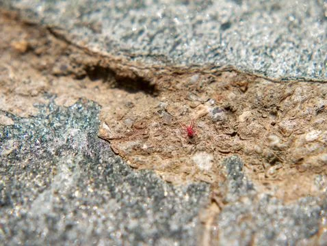 Ladybug close-up on garden stone surface in sunlight Photos