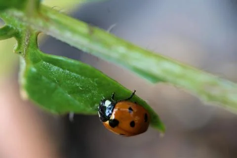 Ladybug as a close-up on a green leaf Stock Photos