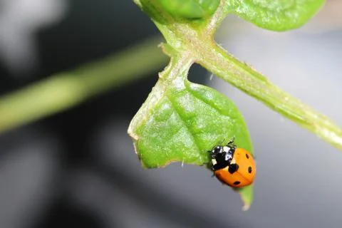 Ladybug as a close-up on a green leaf Stock Photos
