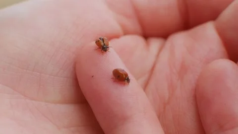 Ladybug close-up on the hand. Stock Footage 240838125