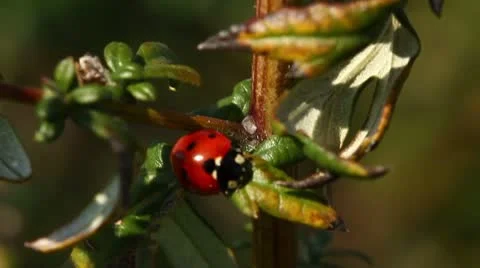 Ladybug, close up, macro shot Stock Footage 8950179
