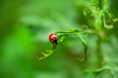 Ladybug close-up with nature background, ladybug holding green leaf with legs Stock Photos