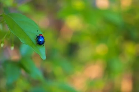 Ladybug close-up with nature background, ladybug holding green leaf with legs Stock Photos