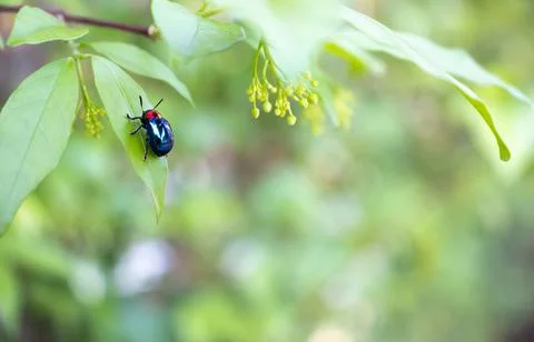 Ladybug close-up with nature background, ladybug holding green leaf with legs Stock Photos