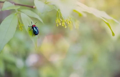 Ladybug close-up with nature background, ladybug holding green leaf with legs Stock Photos