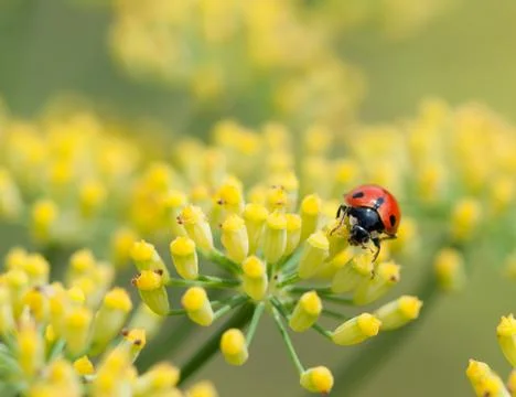 Ladybug close up Stock Photos
