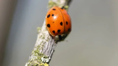 Ladybug close-up swinging on a branch Vídeos de archivo 154174722