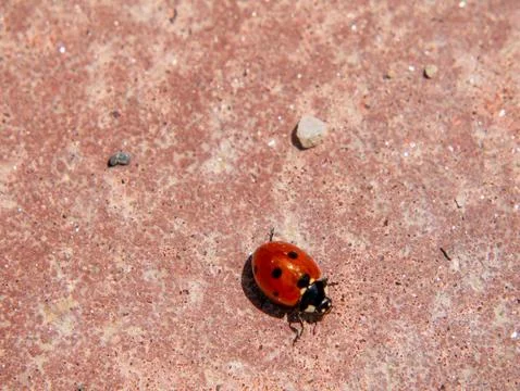 Ladybug close-up on terracotta stone surface outdoor macro Stock Photos