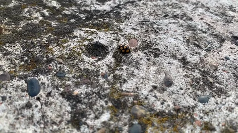 Ladybug close up walking on rock, wth yellow dots, tc01 Video stock 120609406