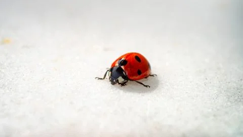 Ladybug close up on white Stock Photos