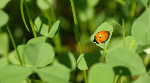 Ladybug on a clover leaf 스톡 동영상 68088518