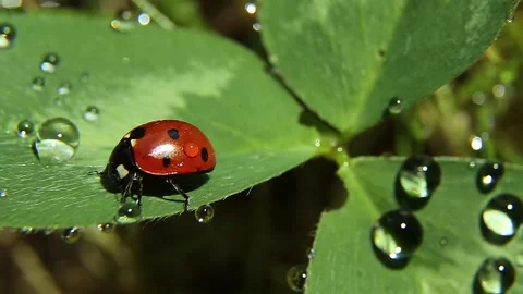 Ladybug on a clover leaf. Ladybug and drops of dew or rain on a clover leaf. Stock Footage 239400952