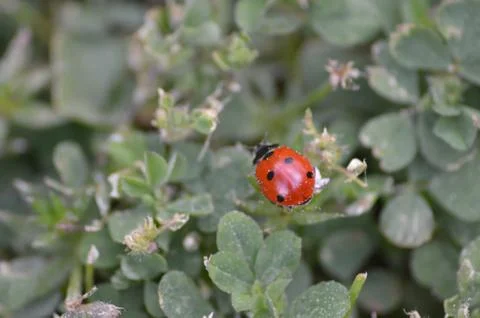 Ladybug in Clover Stock Photos