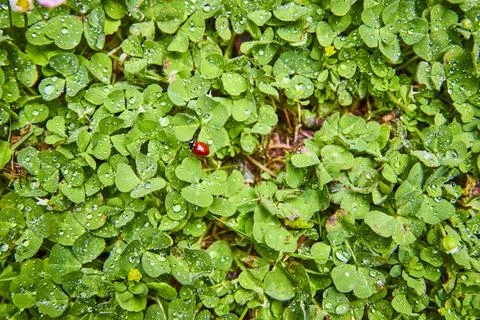 Ladybug on Clover with Raindrops Close-Up Stock-Fotos