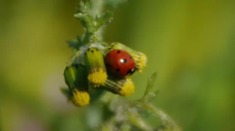 Ladybug (Coccinella Septempunctata) 1 Video stock 10901288