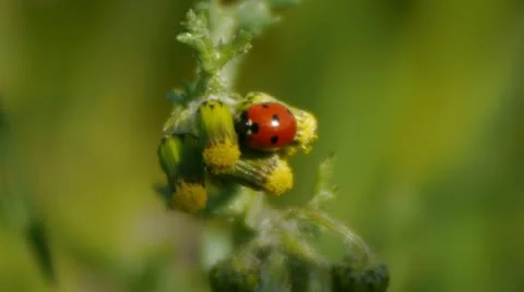 Ladybug (Coccinella Septempunctata) 2 Video stock 10901297