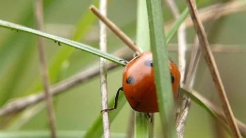 Ladybug (Coccinella septempunctata) behind vertical grass blades 動画素材 337273175