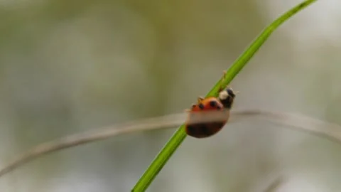 Ladybug (Coccinella septempunctata) on bending grass tip 動画素材 337269042