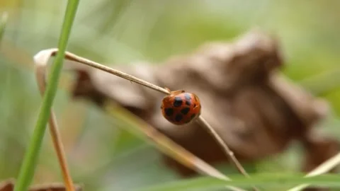 Ladybug (Coccinella septempunctata) crawling on thin twig 動画素材 337270217