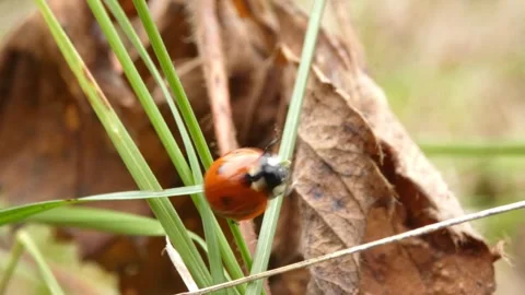 Ladybug (Coccinella septempunctata) flipping on grass stem Stockbeeldmateriaal 337273602