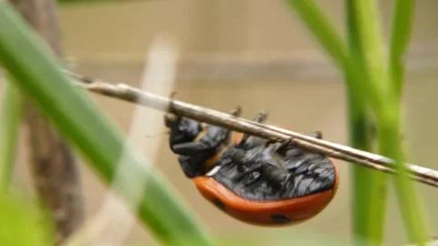 Ladybug (Coccinella septempunctata) flipping upside down on twig 動画素材 337271069