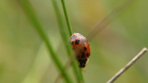 Ladybug (Coccinella septempunctata) moving from grass to leaf Stock Footage 337267765