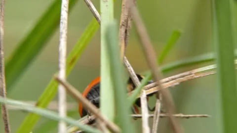 Ladybug (Coccinella septempunctata) moving through wild grass Видео 337273033