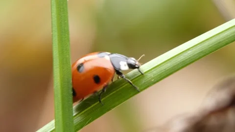 Ladybug (Coccinella septempunctata) navigating dense grass blades Stockbeeldmateriaal 337272020