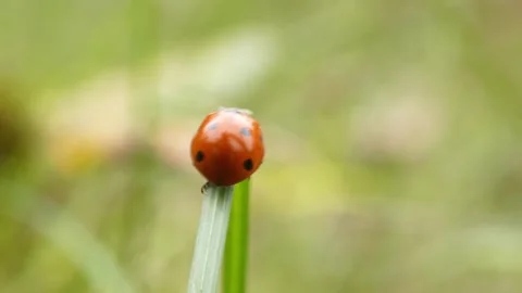 Ladybug (Coccinella septempunctata) reaching top of grass blade Stock Footage 337273348