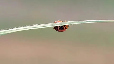 Ladybug Coccinellidae Hanging Under Grass Blade Macro 4K Video Stock Footage 345971083
