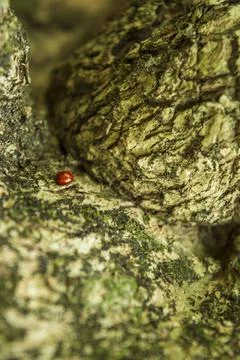 Ladybug on a coffee bark Stock Photos