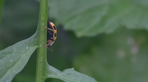 Ladybug coming down the stalk Stock Footage 52313391