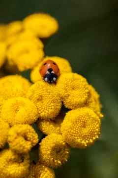 Ladybug - Common Tansy 库存照片