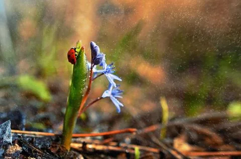 Ladybug on Common Violets Viola Odorata in Spring Rain Stock Photos
