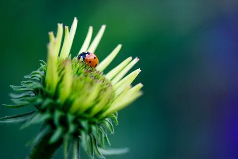 Ladybug On Coneflower Foto stock