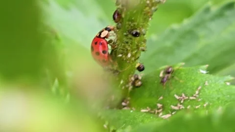 Ladybug Confronting Ants on Aphid Colony Video stock 340601879