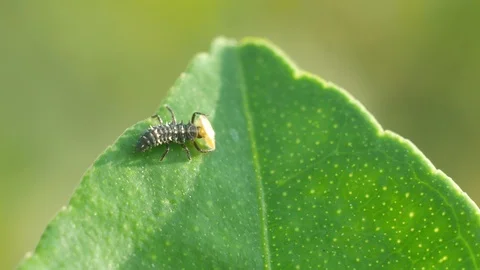 Ladybug consume aphid Stock Footage 100719716