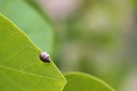 Ladybug copyspace green Stock Photos