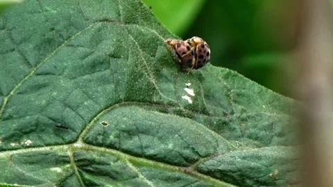 Ladybug couple on a leaf Stock Footage 305188965