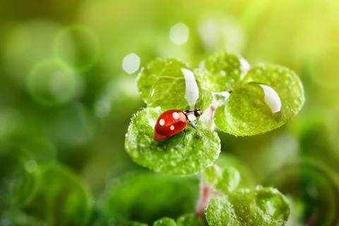 Ladybug a cow on the grass. Macro. Horizontal. Foto stock