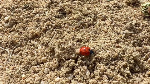 Ladybug crawling across coarse sand in macro close-up with granular texture Video stock 341519949