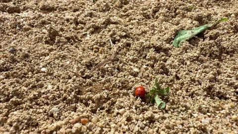 Ladybug crawling across sunlit sand and small green leaves Video stock 342132144