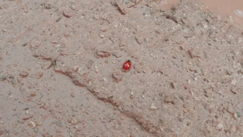 Ladybug Crawling Across Wet Muddy Ground Video stock 342262877
