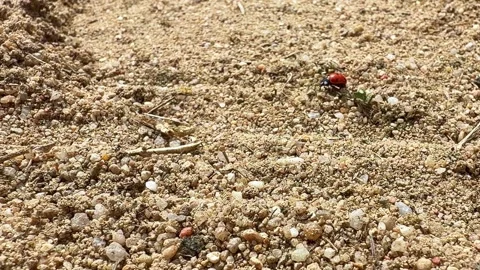 Ladybug crawling alone across a sandy ground in rural environment Video stock 342131884