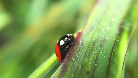 Ladybug Crawling Along Green Leaf in Macro Close Up Видео 333522553