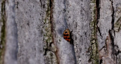 Ladybug Crawling Along Macro Close Up Stock Footage 167186567