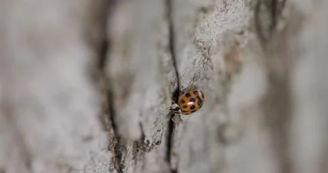 Ladybug Crawling Along, Tracking Shot Stock Footage 165925450