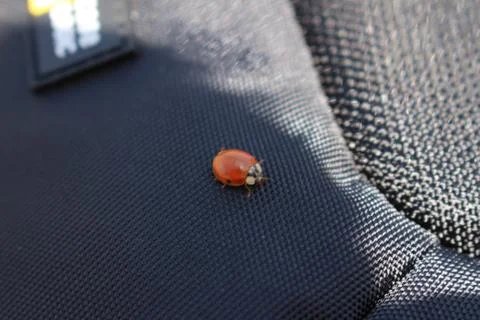Ladybug Crawling on Backpack Foto stock