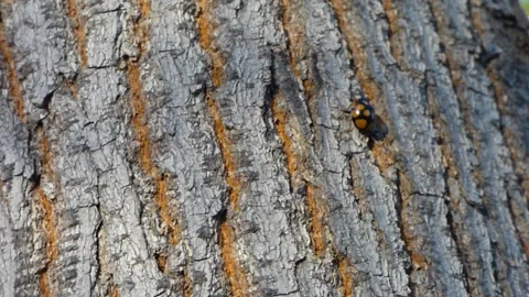 Ladybug crawling on the bark of a tree Stock Footage 163232476